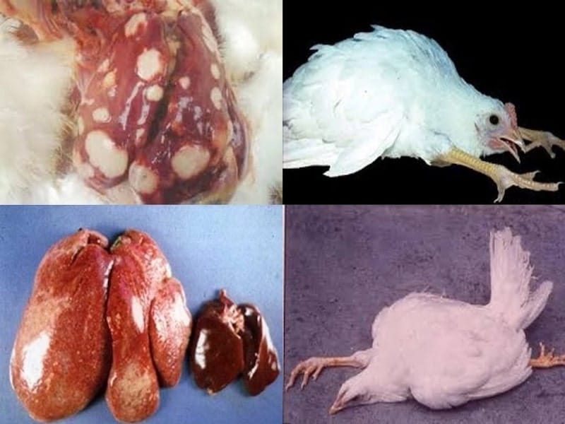 Bệnh Marek ở gà được hiểu như thế nào?