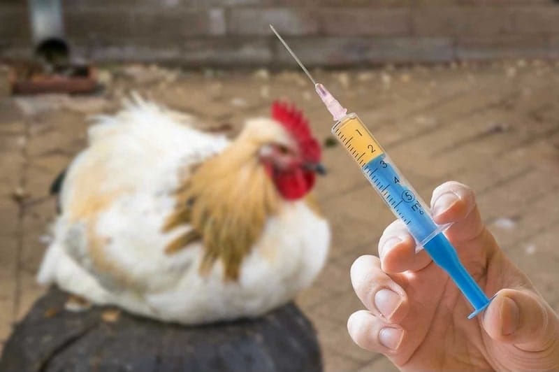 Cách phòng bệnh Marek hiệu quả