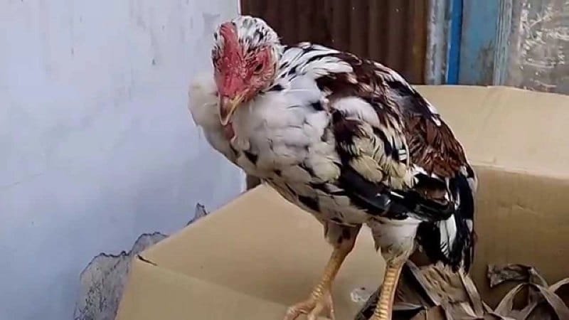 Tìm hiểu những dấu hiệu khi gà bị bệnh Newcastle ở thể cấp tính