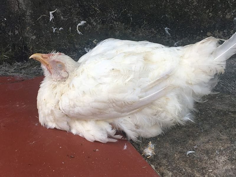 Vệ sinh khu vực chuồng trại định kỳ, vệ sinh dụng cụ ăn uống cũng là cách phòng bệnh Newcastle ở gà hiệu quả