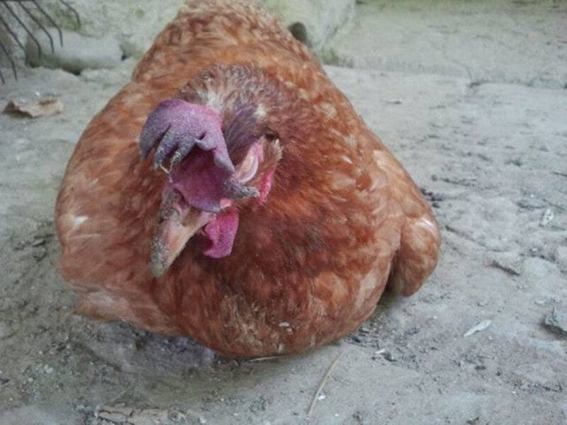 Tìm hiểu những cách phòng bệnh tụ huyết trùng ở gà