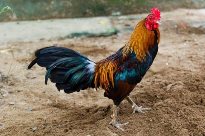Bí quyết nuôi gà tre