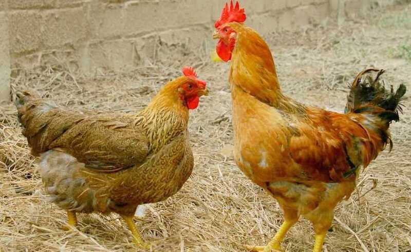 các bệnh thường gặp ở gà