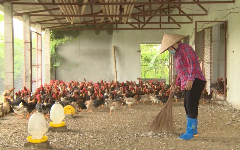 các bệnh thường gặp ở gà