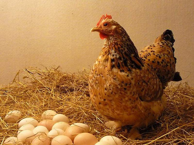 Cách bảo quản trứng gà để ấp sao cho hiệu quả, con ra đều nhất