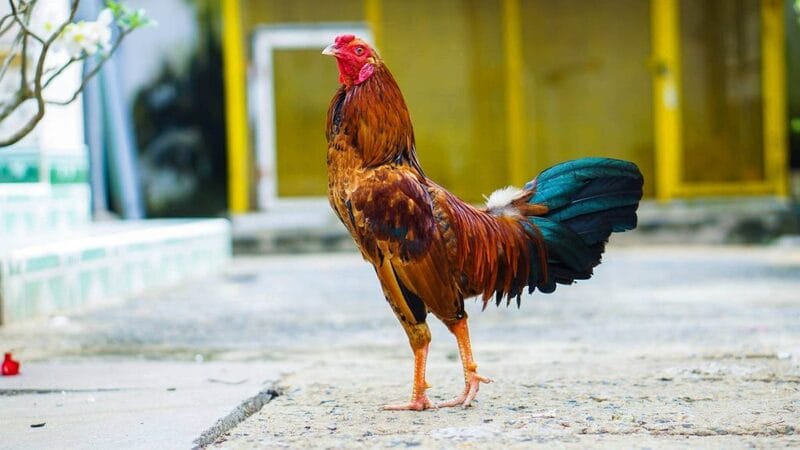 cách chọn gà tre đá cựa