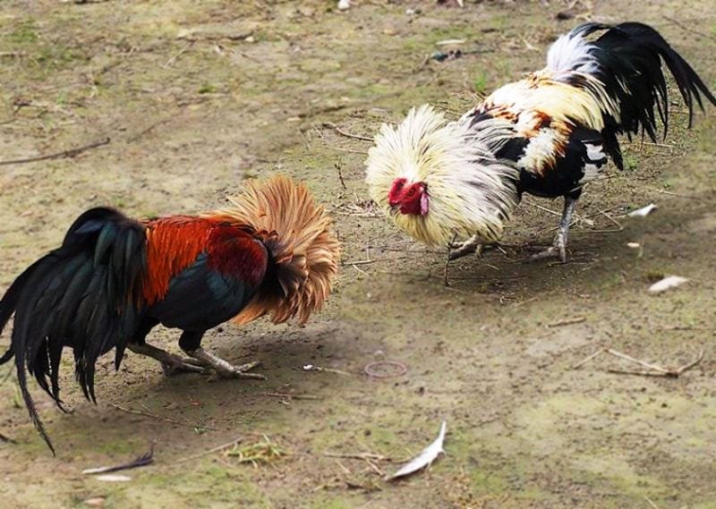 cách chọn gà tre đá cựa