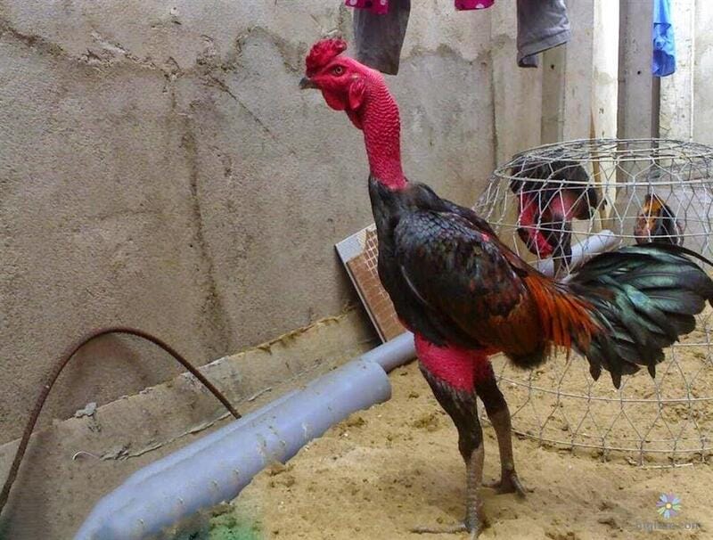 cách chữa gà chọi bị đi ngoài