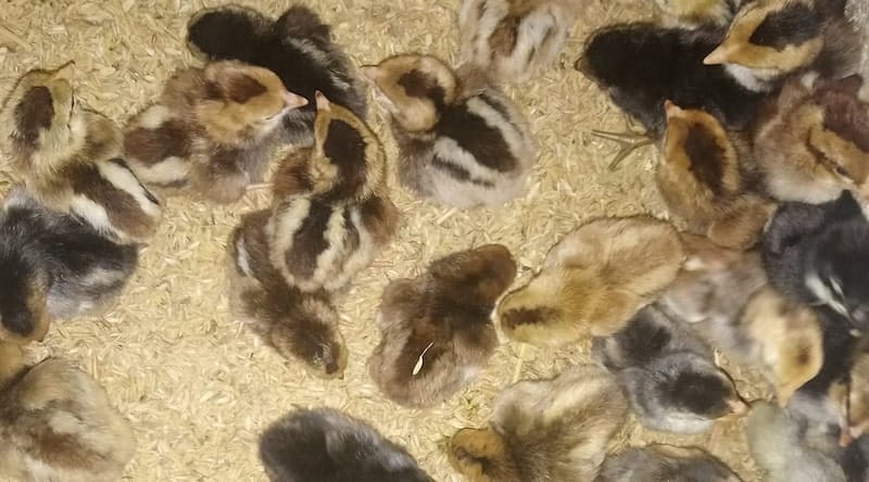 Một số cách chữa gà không chịu ăn mà người nuôi nên biết
