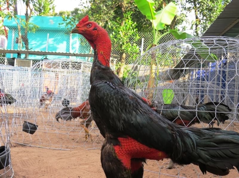 Lựa chọn không gian và thức ăn tốt cho gà trống mái