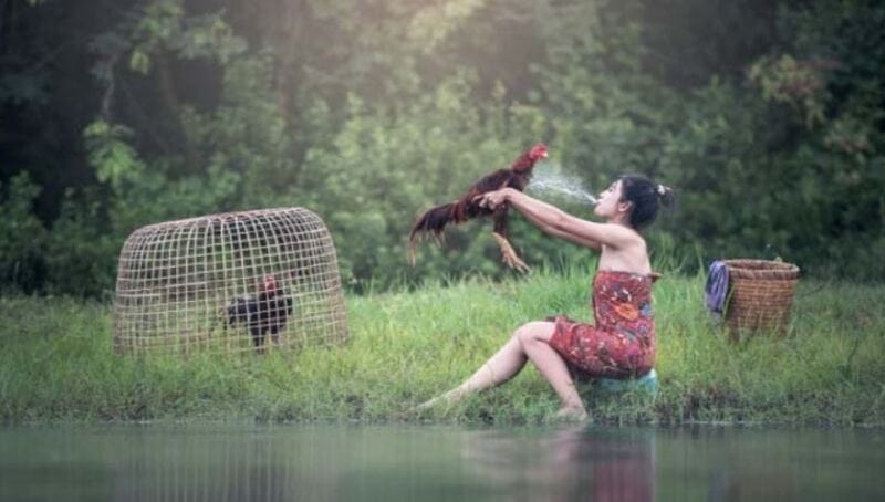 cách làm nước cho gà chọi