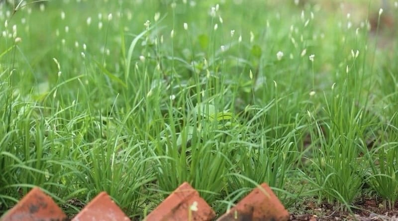Chữa bệnh cho gà bằng thuốc nam hiệu quả và tiết kiệm