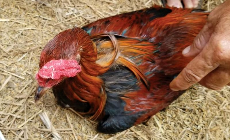 Nếu gà chưa đủ tuổi nhưng sư kê đã đem gà đi vần vò, om bóp cũng là nguyên nhân khiến gà bị ốm trong, thui chột sự phát triển của gà