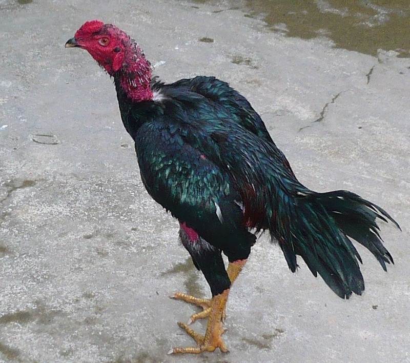gà đá hay nhất thế giới