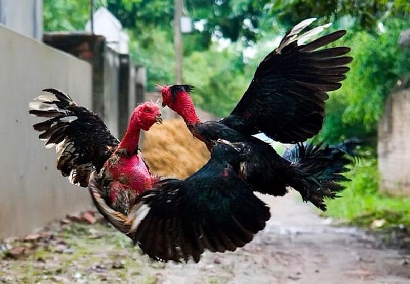 Chăm sóc và rèn luyện gà trước khi thực chiến