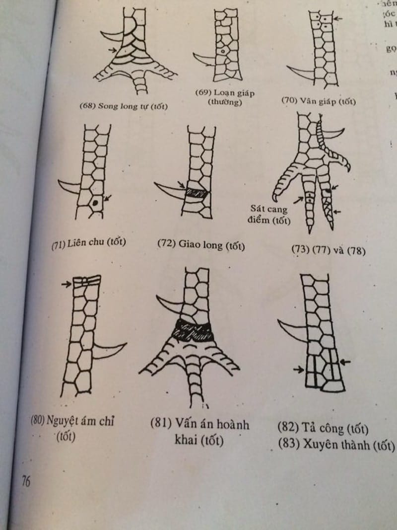 Vị trí vảy gà nói lên tính cách của chiến kê