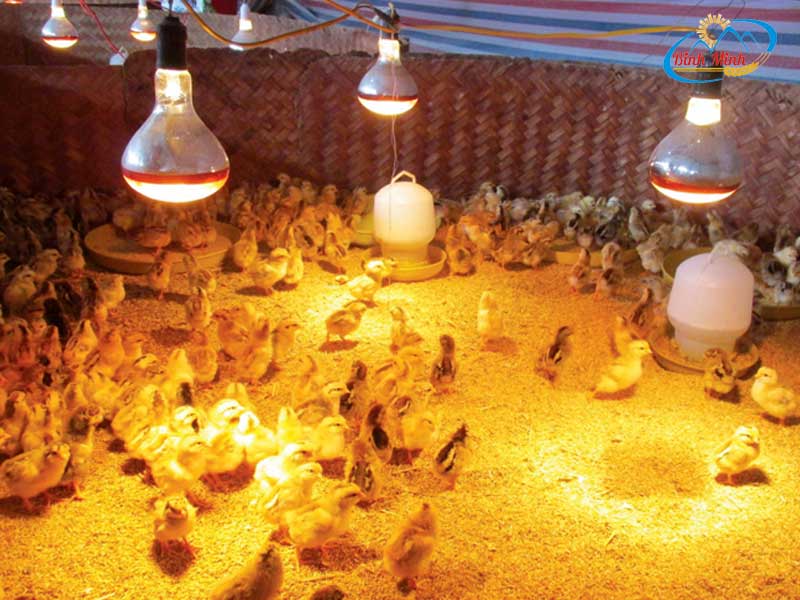 Mật độ úm gà con cần tùy thuộc vào diện tích, nhiệt độ, tuổi gà,...