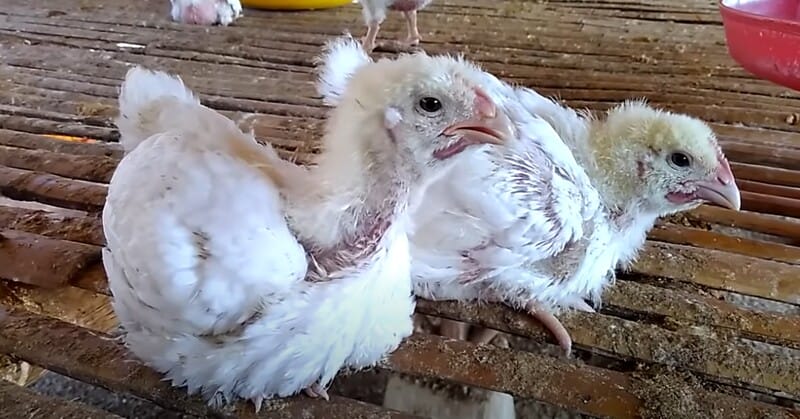 Tìm hiểu các nguyên nhân chủ yếu dẫn đến một số bệnh thường gặp ở gà con