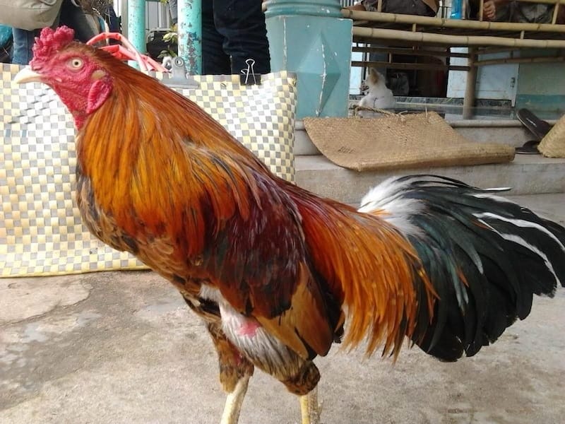 Thuốc nuôi gà đá là gì?