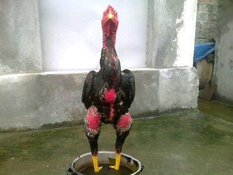 Thực hiện ngâm chân cho gà chọi đều đặn là biện pháp phòng ngừa sưng cụm bàn chân hiệu quả