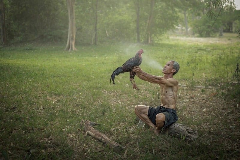 Phun rượu và om gà là cách làm da gà đỏ hiệu quả, được các sư kê áp dụng