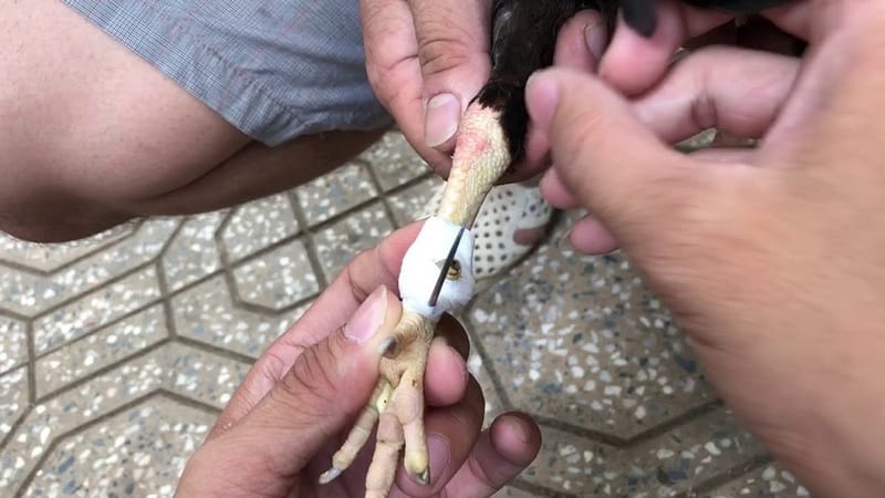 Trước khi tìm hiểu cách lên cựa gà đá, anh em phải chọn được cựa có kích thước phù hợp