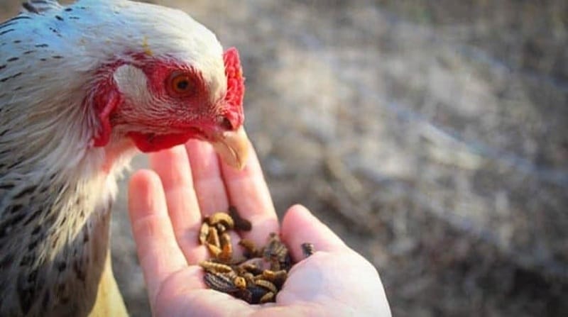 Cách nuôi gà chọi ra trường