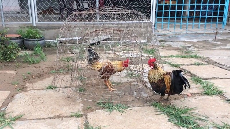 Cho gà chạy lồng để tăng thể lực