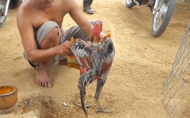 Xát nghệ cho chiến kê làm cho da gà dày lên, săn chắc hơn