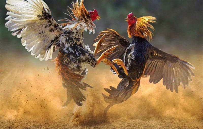 Anh em phải dành nhiều thời gian nuôi, chăm sóc, huấn luyện gà chọi ngay từ khi còn nhỏ
