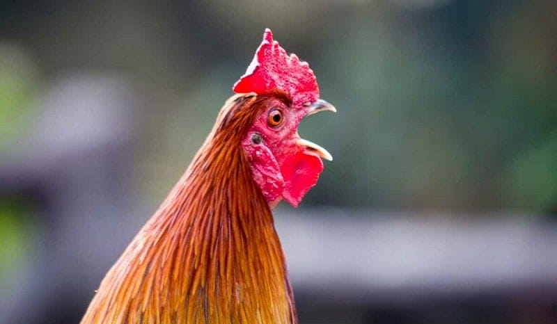 Sư kê nào cũng khao khát sở hữu con gà gáy dài nhất thế giới trong bộ sưu tập của mình