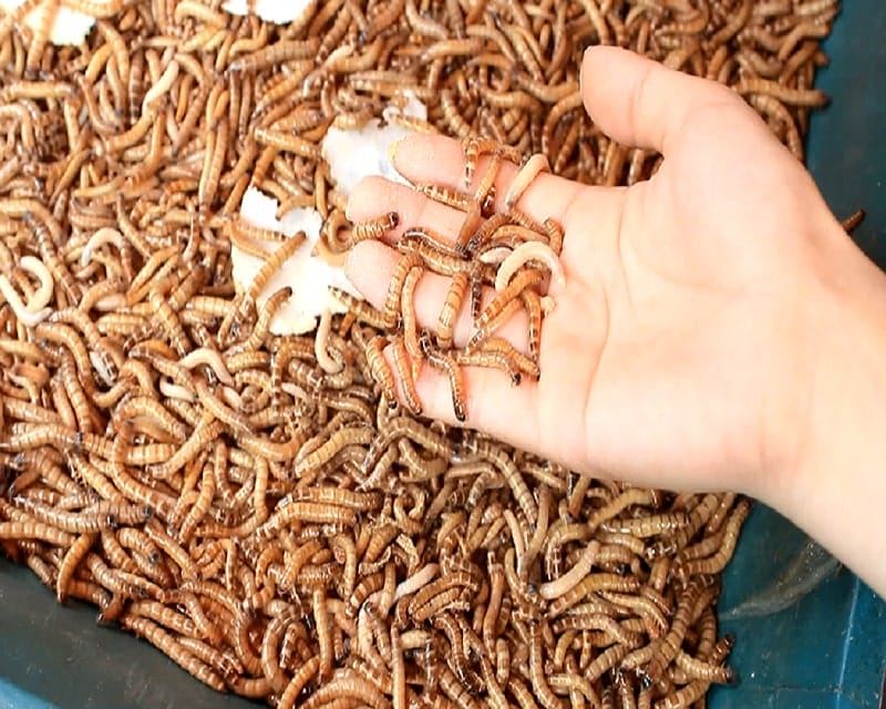 Cho gà ăn mồi tanh tăng thể lực cơ thể, sức chiến đấu