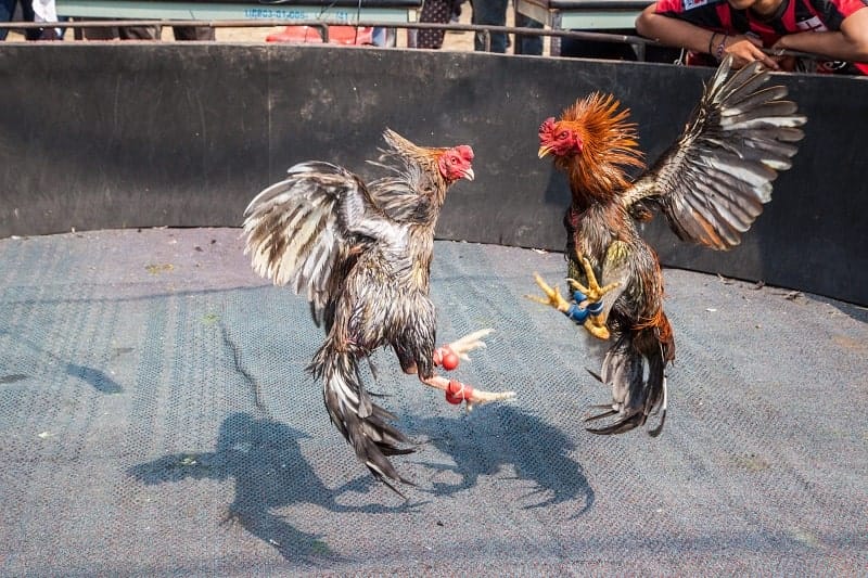 Đá gà cựa sắt ăn tiền