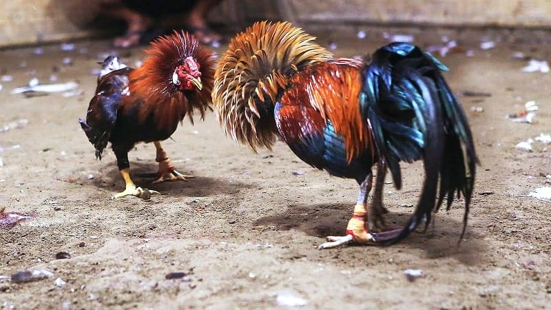 Nên tham khảo và tìm hiểu kỹ luật chơi đá gà cựa sắt trước khi đặt cược