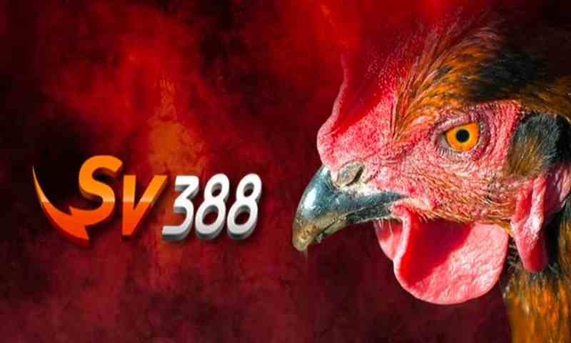 Giới thiệu về đá gà online SV388