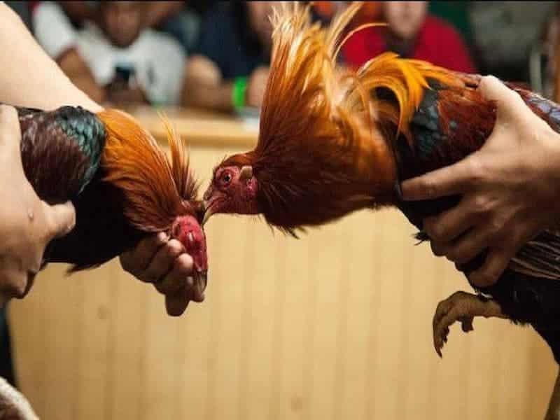 Đá gà cựa sắt, cựa dao đều mang tính sát thương cực cao