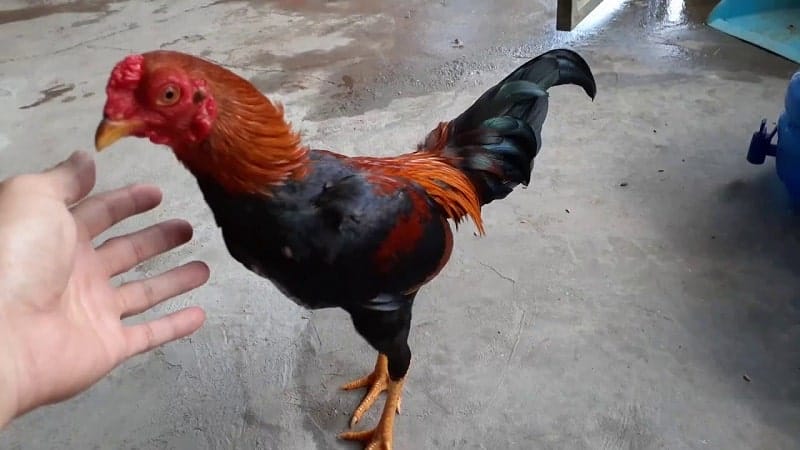 Mặc dù hiếu thắng, lì đòn nhưng gà Asil Bobby Boles vẫn nên tập luyện để tăng sự linh hoạt và nhạy bén