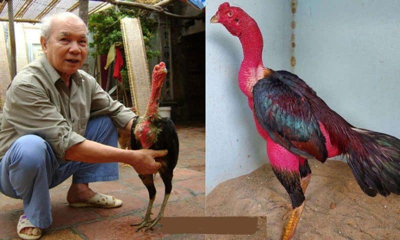 Ga Choi O Dau Hay Nhat 1