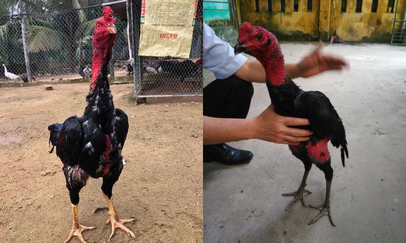 Ga Choi O Dau Hay Nhat 2