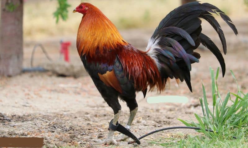 Ga Choi O Dau Hay Nhat 3