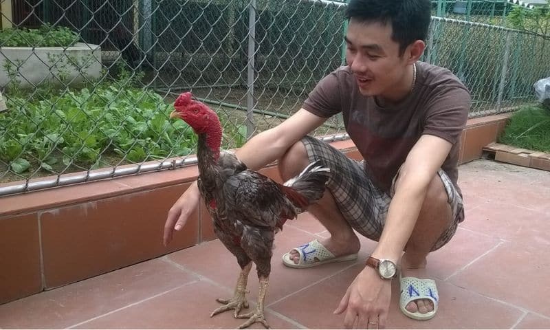 Ga Choi O Dau Hay Nhat 4