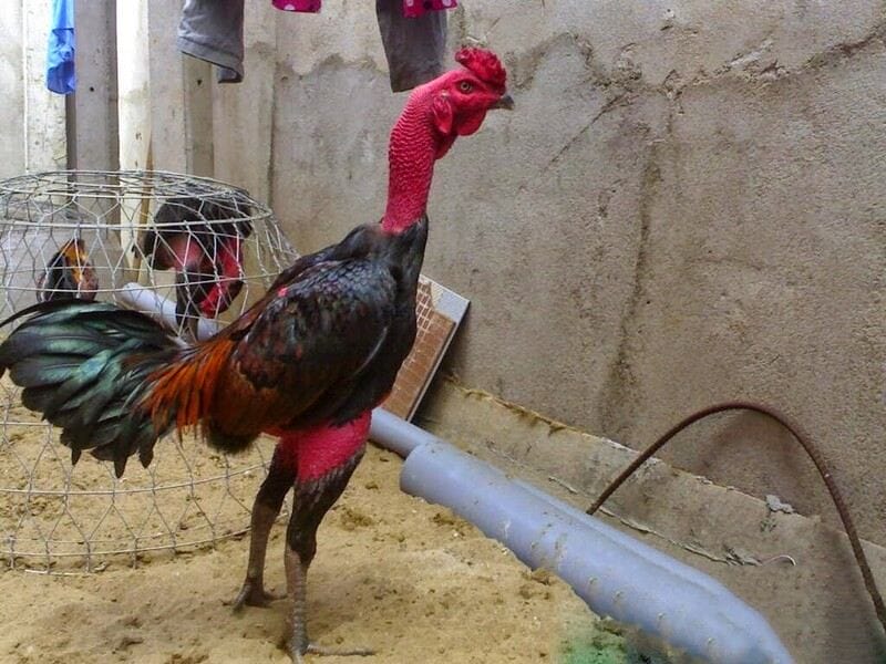 Hướng dẫn cách chọn chiến kê gà đá hầu kiềng thi đấu tốt