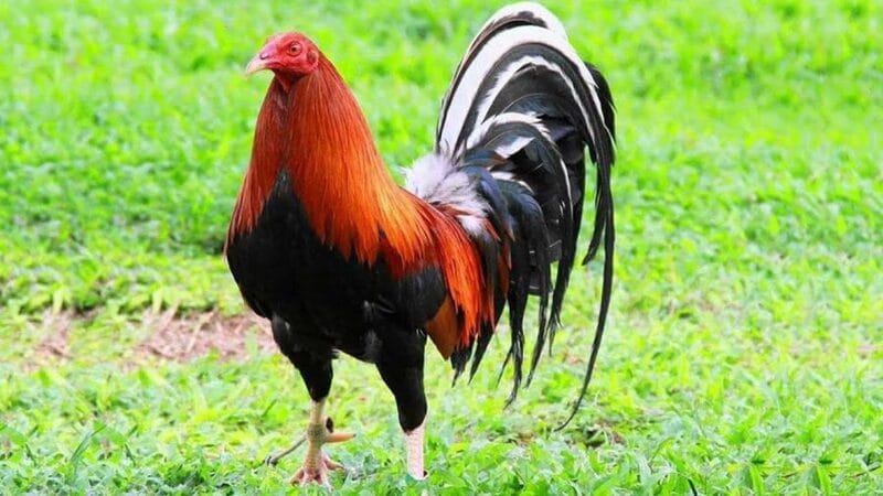 Các giống gà Mỹ rặc có giá bán khá cao trên thị trường, khoảng vài triệu