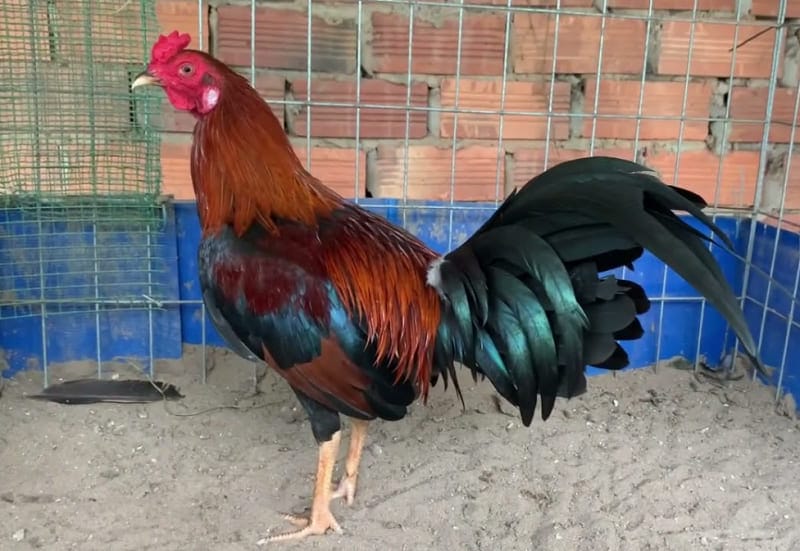 Đặc điểm ngoại hình nổi bật của giống gà Mỹ rặc này là lông màu điều, mào mỏng