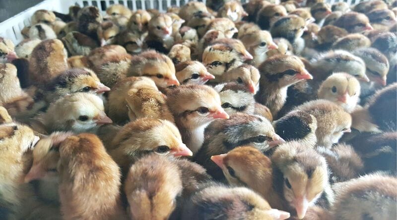 Để nuôi gà chọi con khỏe mạnh, bà con cần cung cấp thức ăn nhiều lần trong ngày và đảm bảo thức ăn luôn mới, sạch sẽ