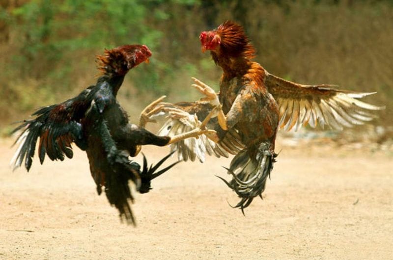 Tại đây có đầy đủ những dịch vụ vui chơi, ăn uống và giải trí cho tất cả anh em