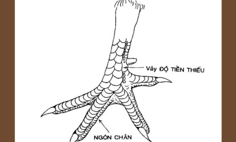 Vay Ga Choi Xau 3