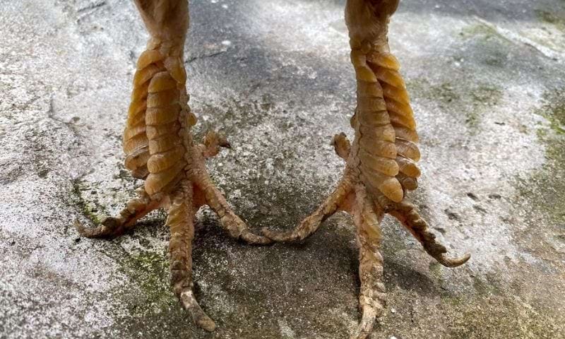 Vay Ga Choi Xau 4