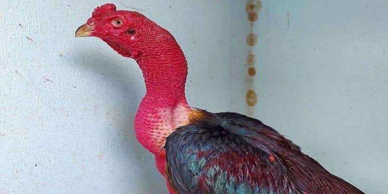 Những ưu thế về chiếc cổ gà to