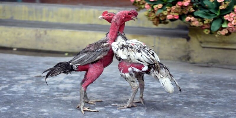 Hướng dẫn cách làm cổ gà chọi to hiệu quả